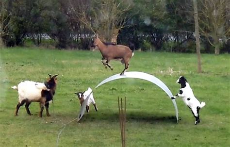 goats on metal sheet|FUNNY GOATS BALANCING ON A FLEXIBLE METAL RIBBON .